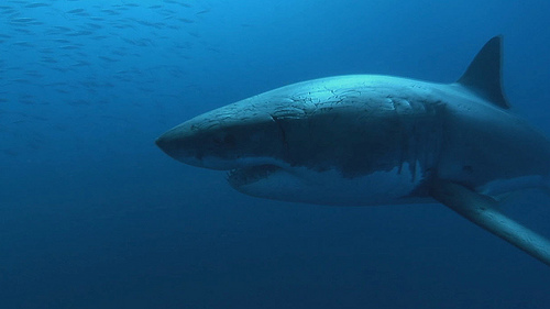 500px x 281px - Jaws' in British waters? - SharkNewz