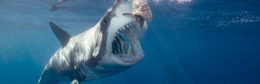 Shark sightings | SharkNewz