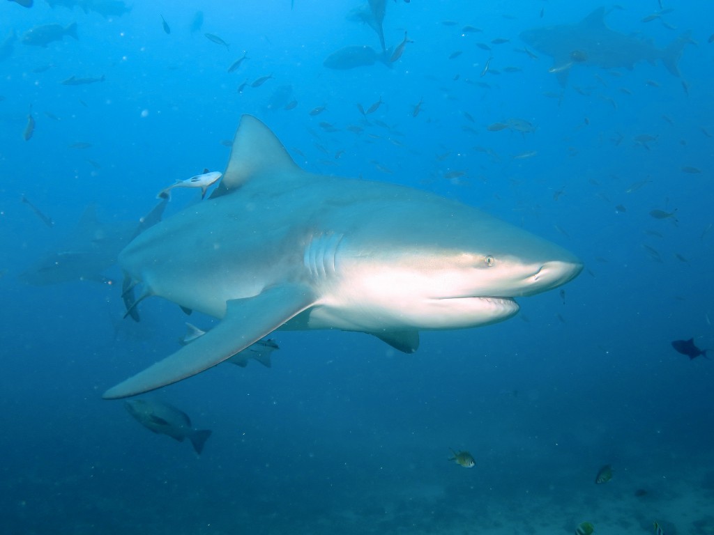 more-large-sharks-off-north-carolina-coast-sharknewz