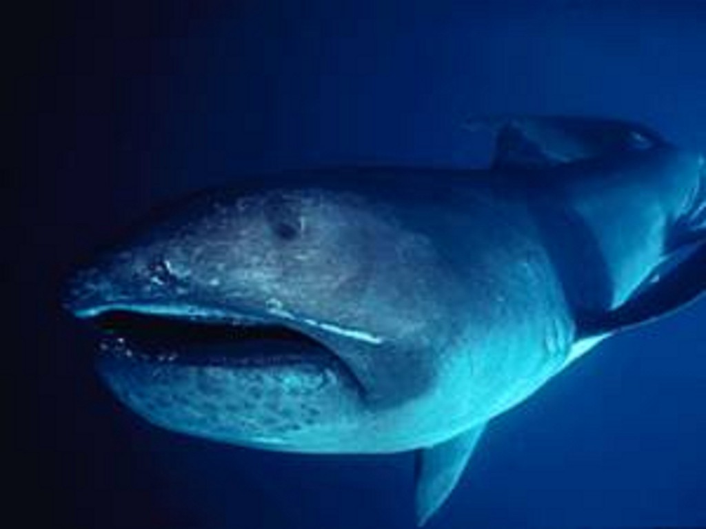 Rare megamouth shark found in east Africa for the first time – why so ...