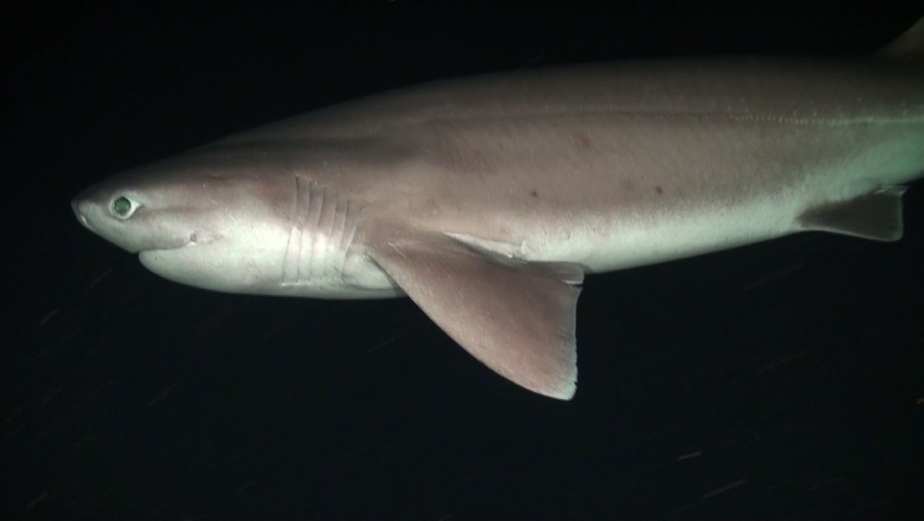 New shark species confirmed in Atlantic SharkNewz