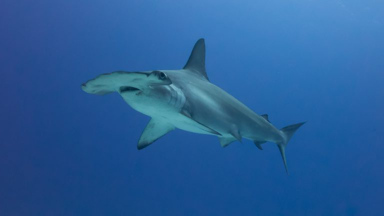 Scalloped Hammerhead Shark - SharkNewz