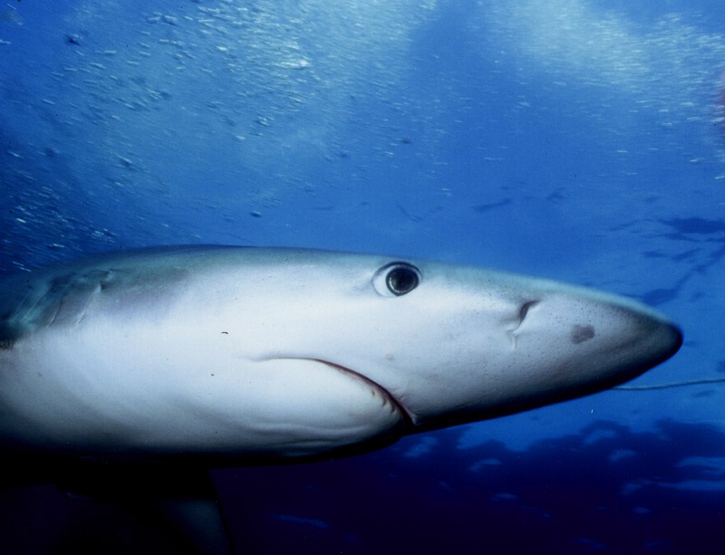 blue-shark-in-spanish-harbor-sharknewz