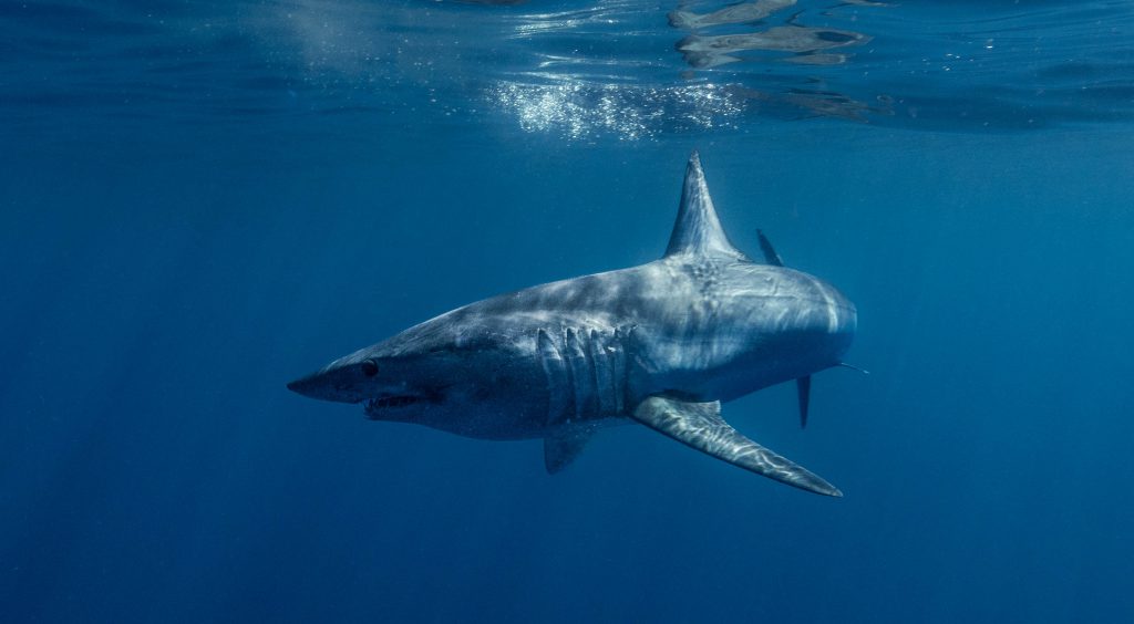 Breakthrough: Scientists Sequence The Genomes Of Endangered Sharks ...